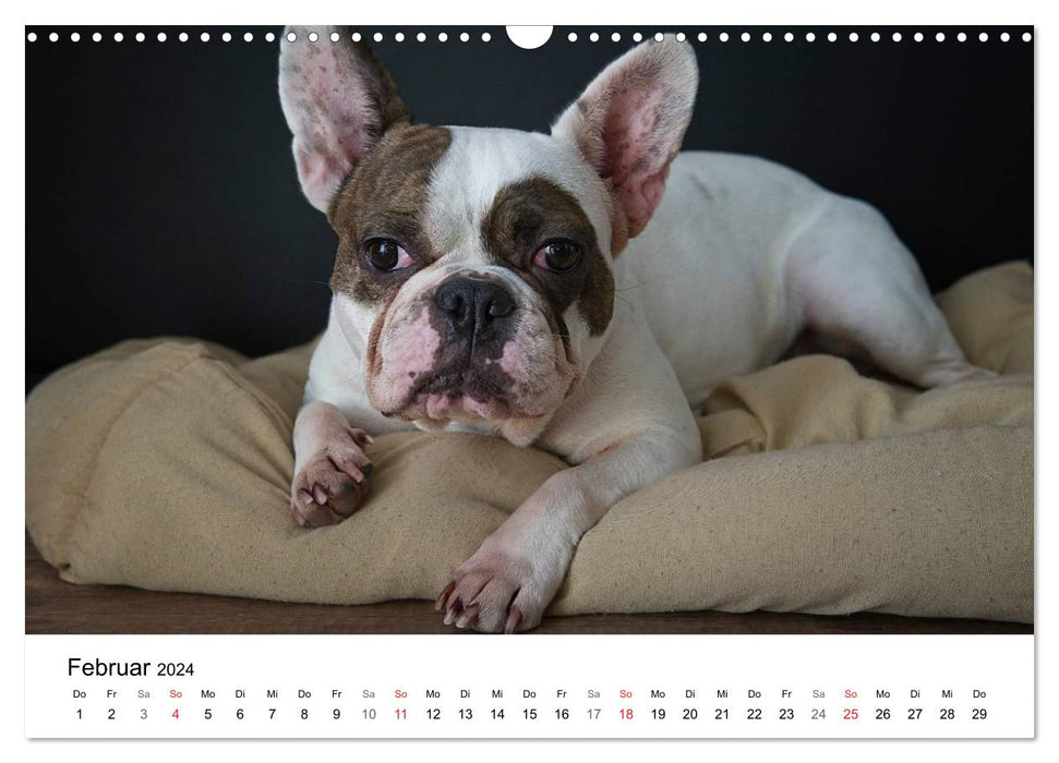 Mein Hundekalender 2024 (CALVENDO Wandkalender 2024)