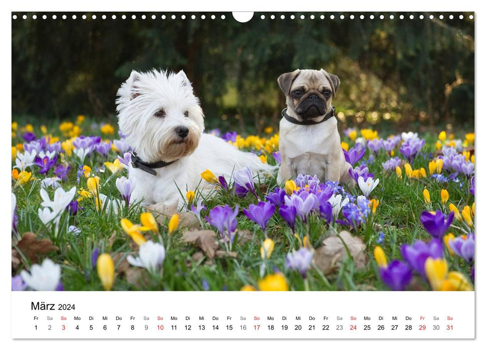 Mein Hundekalender 2024 (CALVENDO Wandkalender 2024)