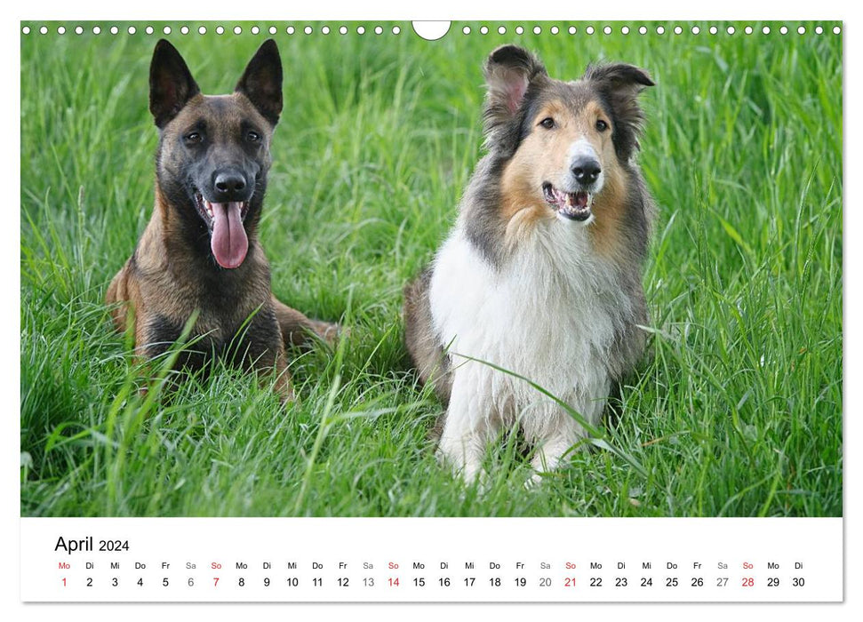 Mein Hundekalender 2024 (CALVENDO Wandkalender 2024)