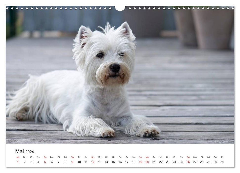 Mein Hundekalender 2024 (CALVENDO Wandkalender 2024)