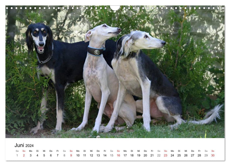 Mein Hundekalender 2024 (CALVENDO Wandkalender 2024)