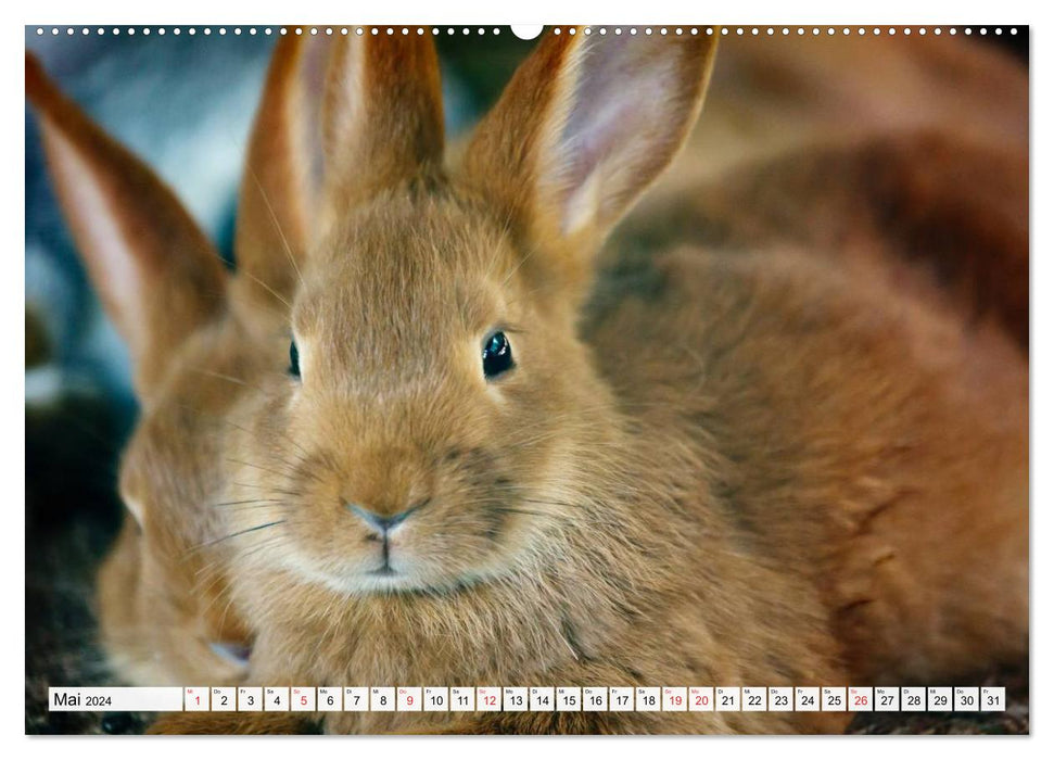 Kaninchen und Hasen (CALVENDO Premium Wandkalender 2024)