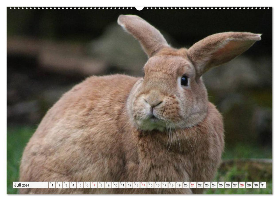 Kaninchen und Hasen (CALVENDO Premium Wandkalender 2024)