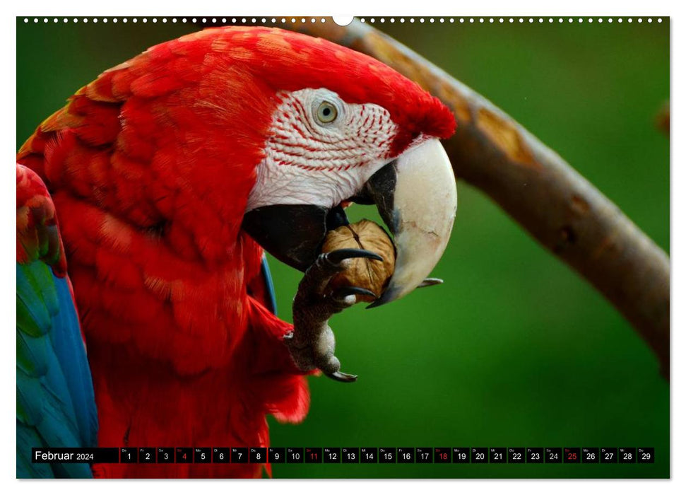 Papageien. Bunt, laut und klug (CALVENDO Premium Wandkalender 2024)