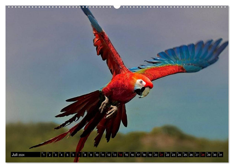 Papageien. Bunt, laut und klug (CALVENDO Premium Wandkalender 2024)