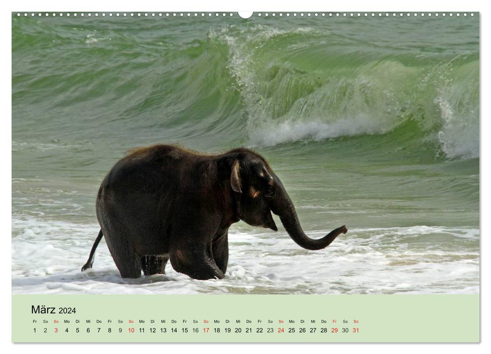 Elefanten. Badespaß am Strand (CALVENDO Premium Wandkalender 2024)