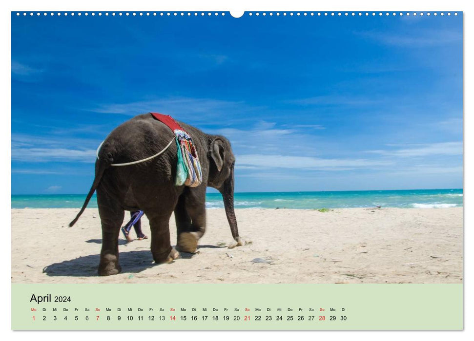 Elefanten. Badespaß am Strand (CALVENDO Premium Wandkalender 2024)