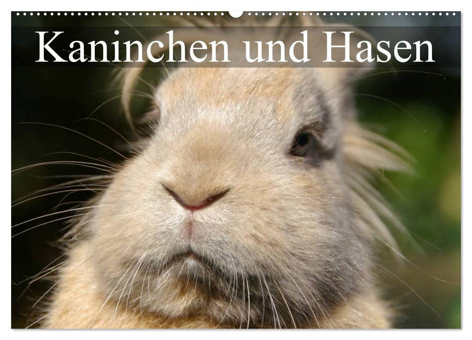 Kaninchen und Hasen (CALVENDO Wandkalender 2024)