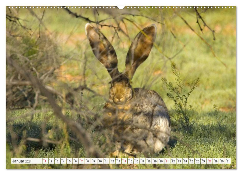 Kaninchen und Hasen (CALVENDO Wandkalender 2024)