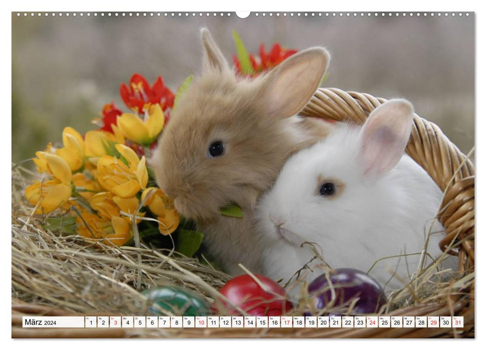 Kaninchen und Hasen (CALVENDO Wandkalender 2024)