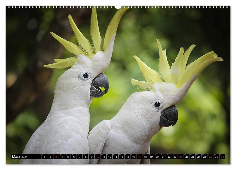 Papageien. Bunt, laut und klug (CALVENDO Wandkalender 2024)