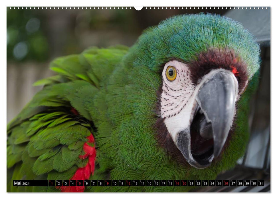 Papageien. Bunt, laut und klug (CALVENDO Wandkalender 2024)
