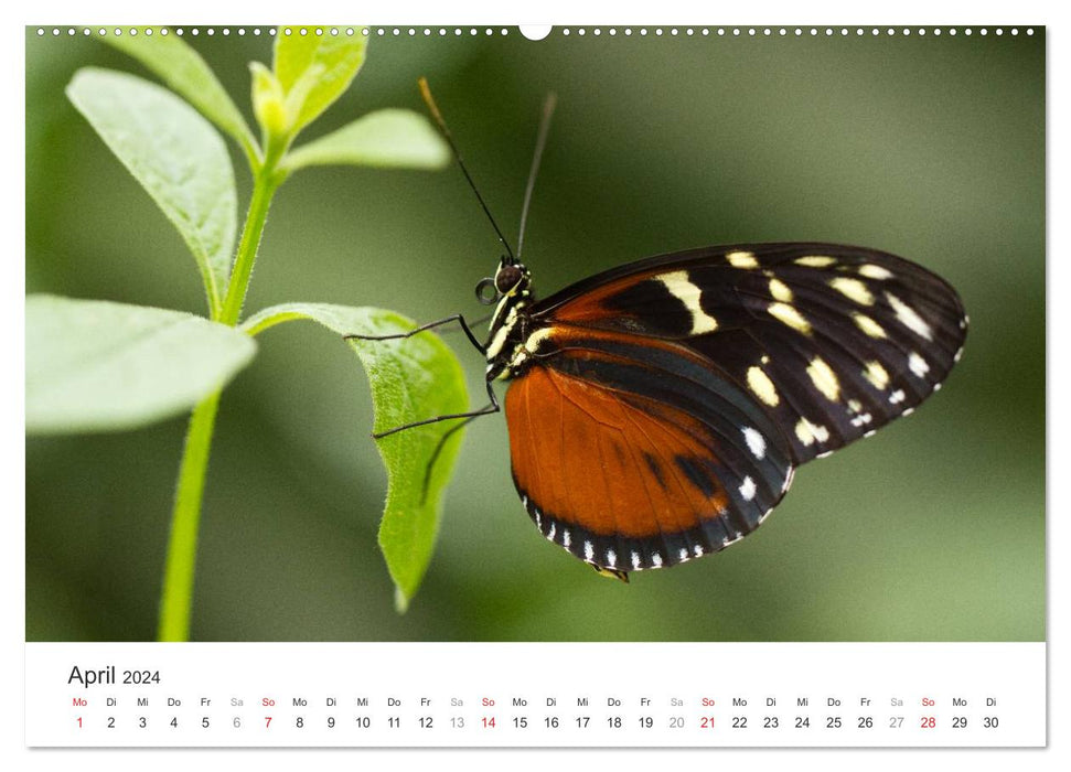 Die faszinierende Welt der Schmetterlinge (CALVENDO Premium Wandkalender 2024)