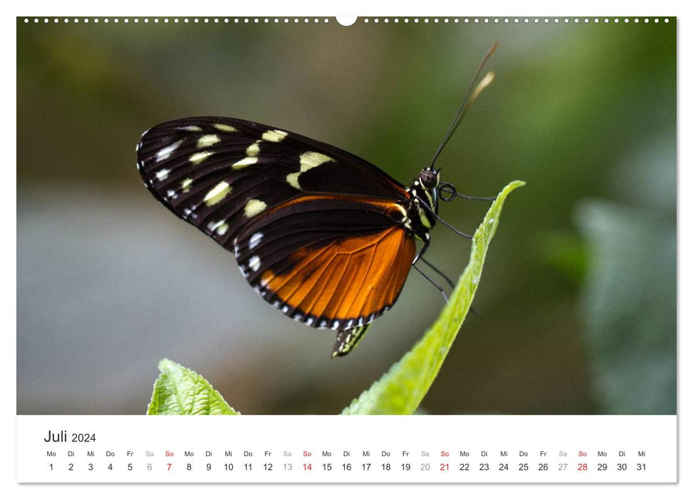 Die faszinierende Welt der Schmetterlinge (CALVENDO Premium Wandkalender 2024)