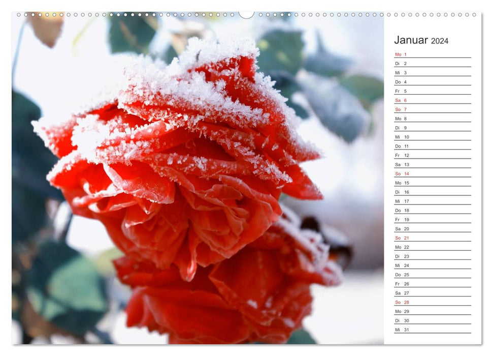 Blumenfreude Terminkalender (CALVENDO Premium Wandkalender 2024)