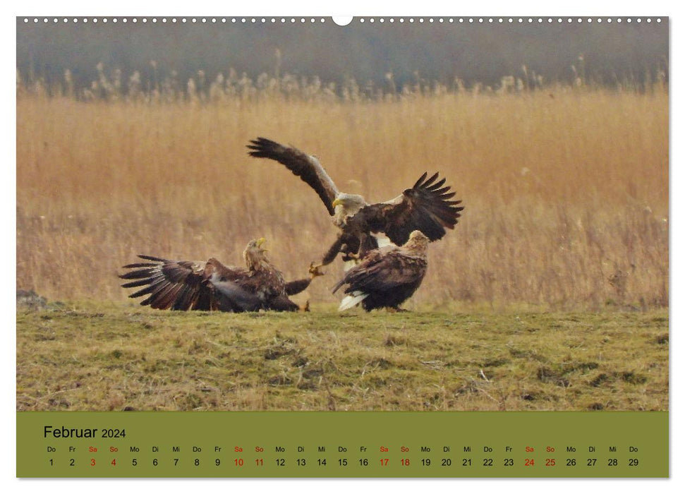 Wilder Nordosten - Aug in Aug mit Tieren der Ostseeregion (CALVENDO Premium Wandkalender 2024)