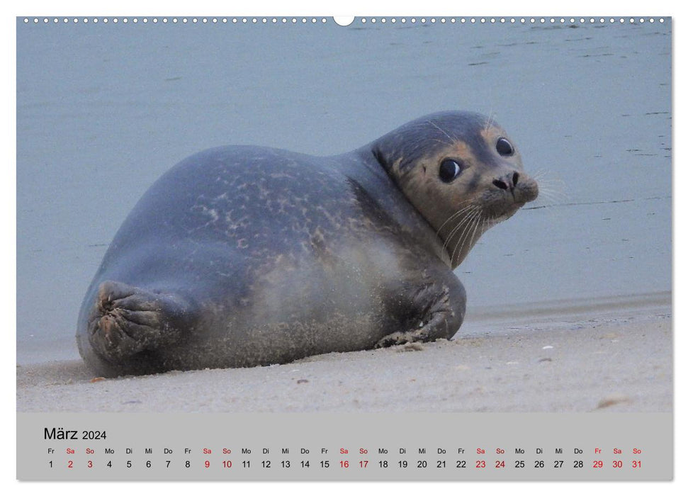 Wilder Nordosten - Aug in Aug mit Tieren der Ostseeregion (CALVENDO Premium Wandkalender 2024)