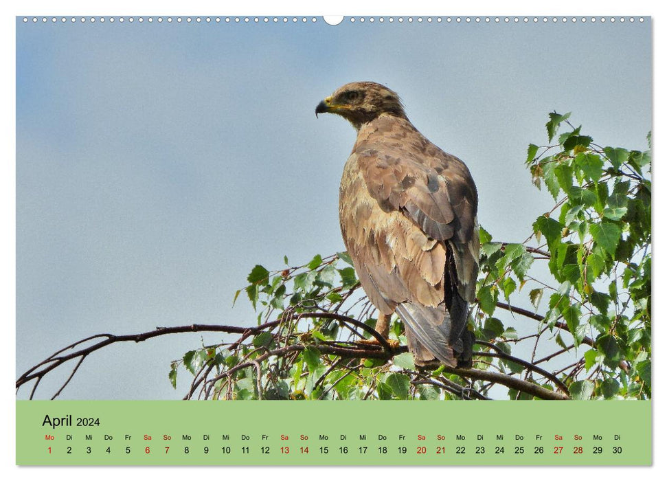 Wilder Nordosten - Aug in Aug mit Tieren der Ostseeregion (CALVENDO Premium Wandkalender 2024)