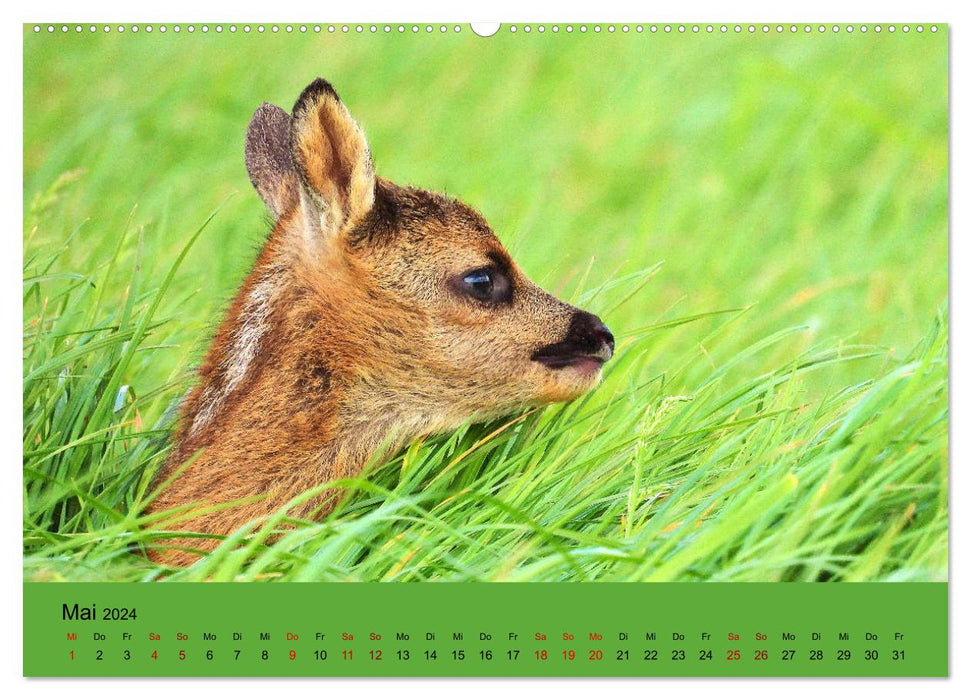 Wilder Nordosten - Aug in Aug mit Tieren der Ostseeregion (CALVENDO Premium Wandkalender 2024)