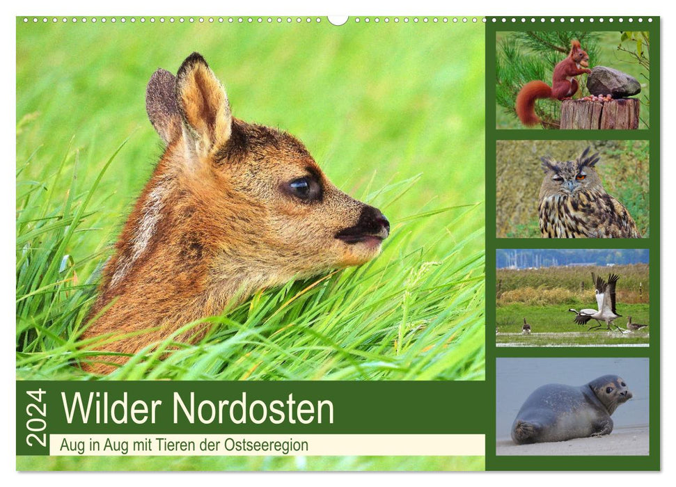 Wilder Nordosten - Aug in Aug mit Tieren der Ostseeregion (CALVENDO Wandkalender 2024)