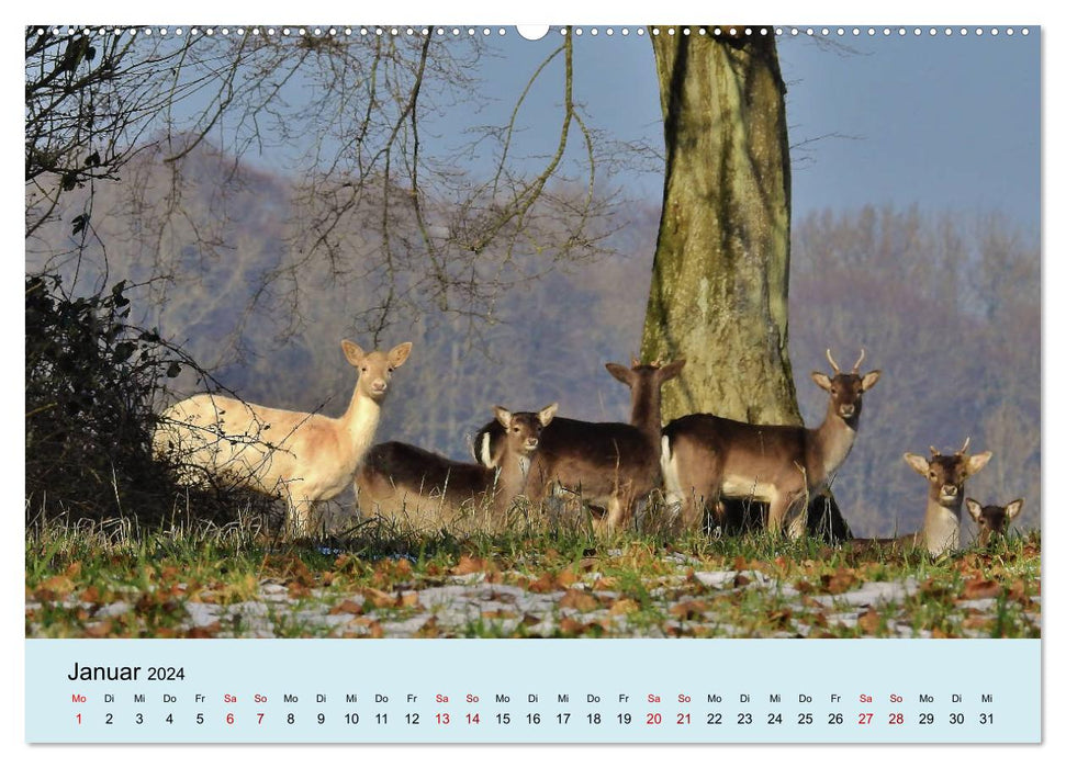 Wilder Nordosten - Aug in Aug mit Tieren der Ostseeregion (CALVENDO Wandkalender 2024)