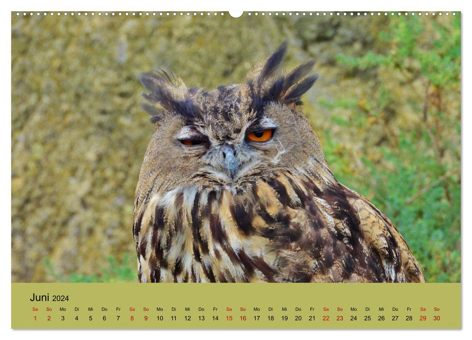 Wilder Nordosten - Aug in Aug mit Tieren der Ostseeregion (CALVENDO Wandkalender 2024)