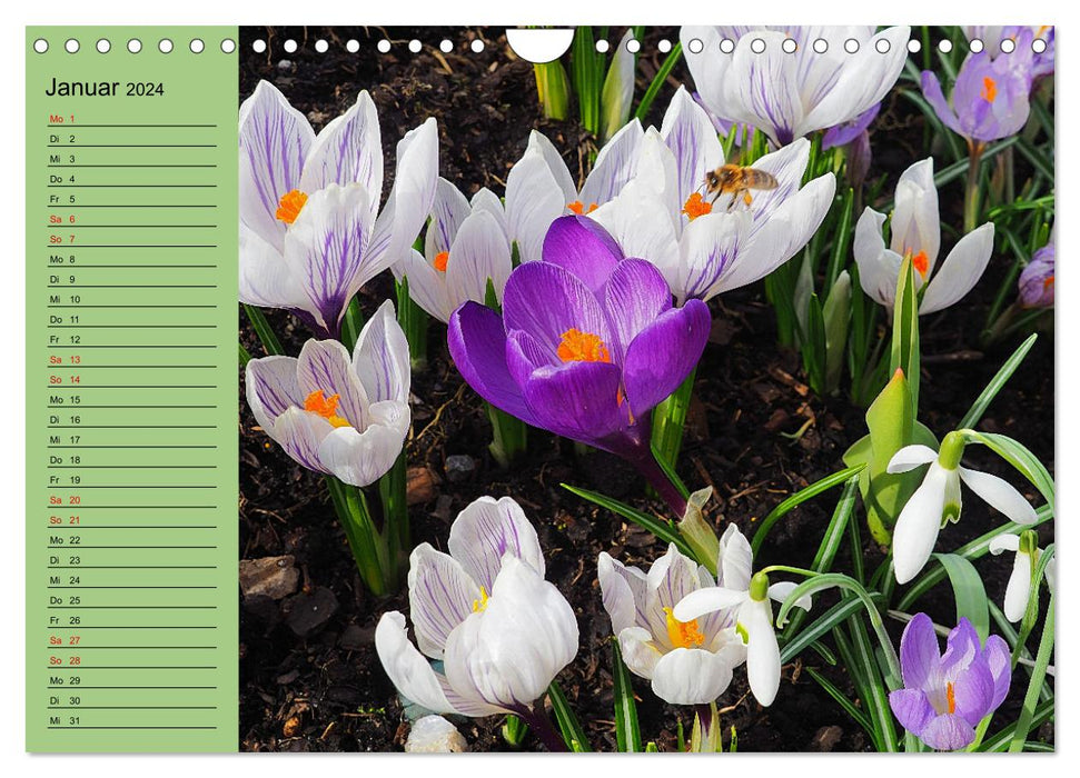 Farbenprächtige Blumenwiese (CALVENDO Wandkalender 2024)