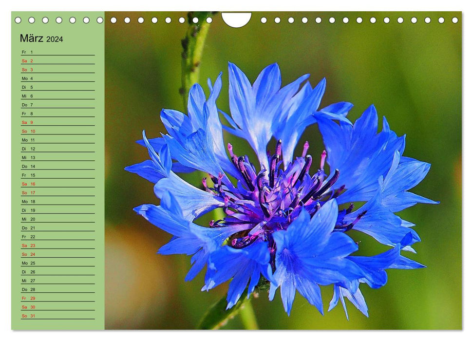 Farbenprächtige Blumenwiese (CALVENDO Wandkalender 2024)