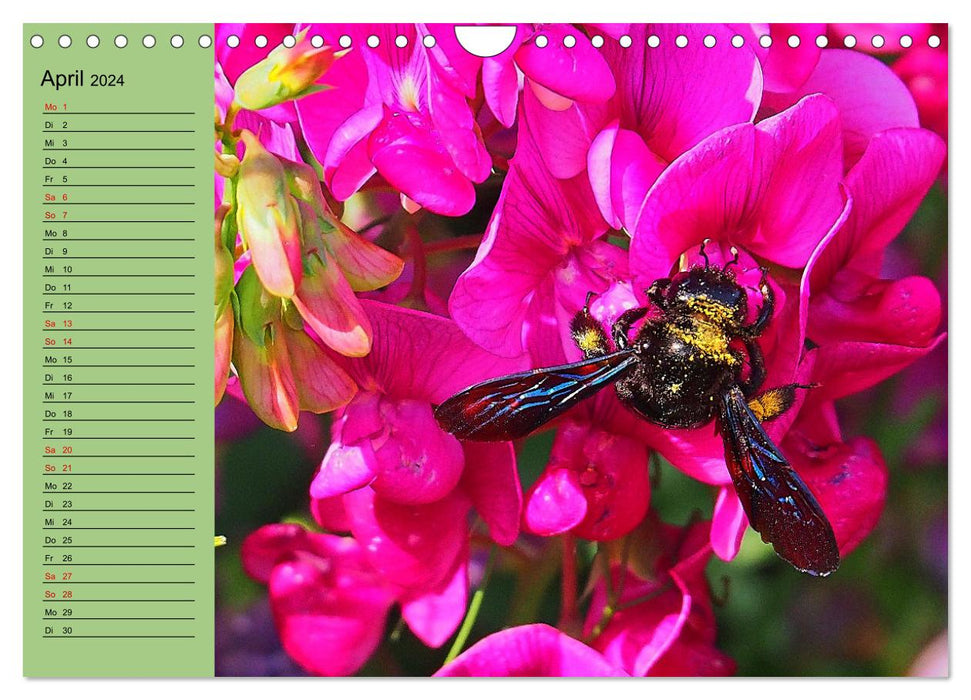 Farbenprächtige Blumenwiese (CALVENDO Wandkalender 2024)