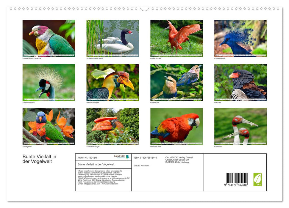 Diversité colorée dans le monde des oiseaux (Calendrier mural CALVENDO Premium 2024) 