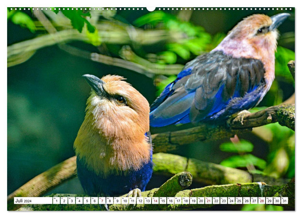 Diversité colorée dans le monde des oiseaux (Calendrier mural CALVENDO Premium 2024) 