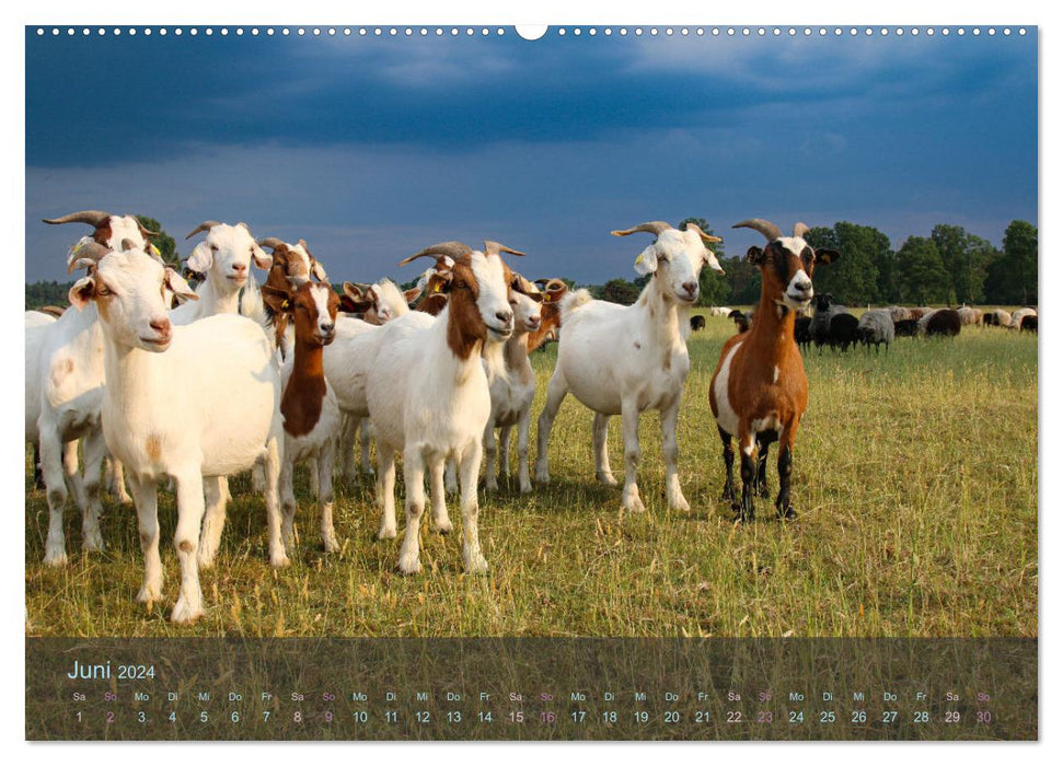 Naturschutzgebiet Lüneburger Heide (CALVENDO Wandkalender 2024)