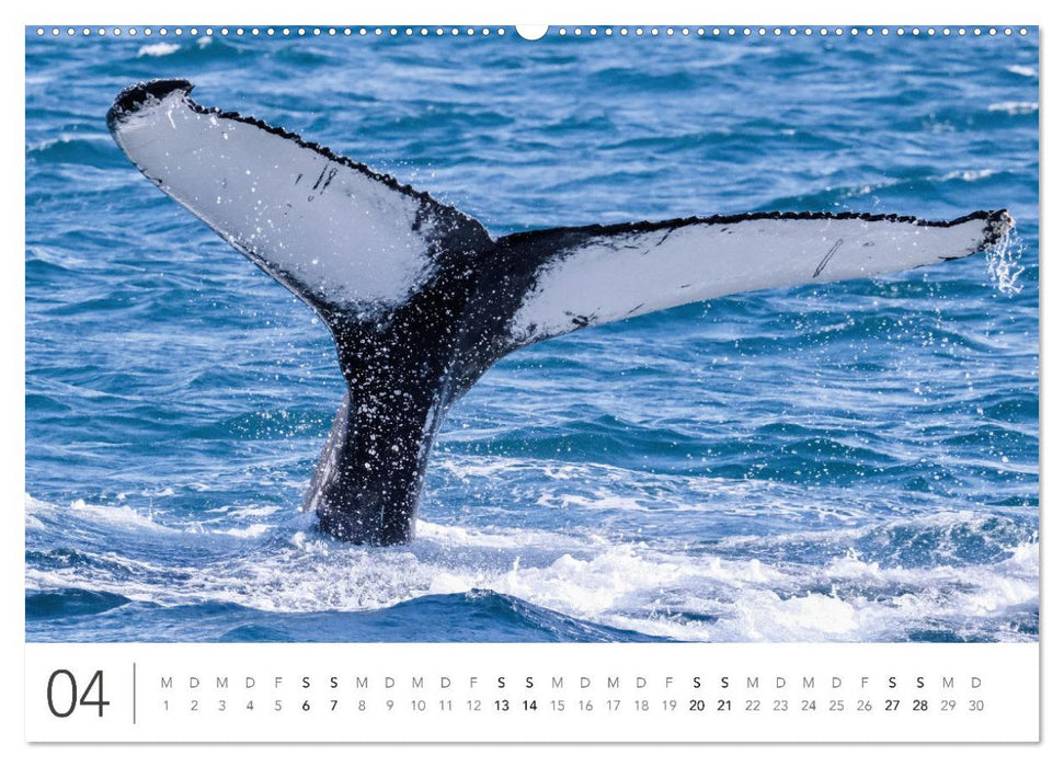 Magisches Island (CALVENDO Premium Wandkalender 2024)