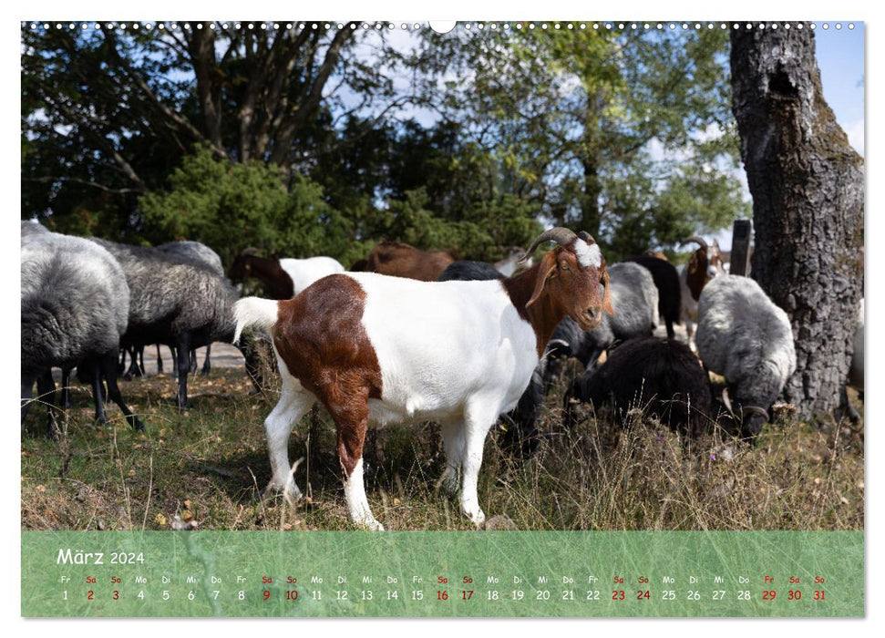 Im Herzen der Lüneburger Heide (CALVENDO Wandkalender 2024)