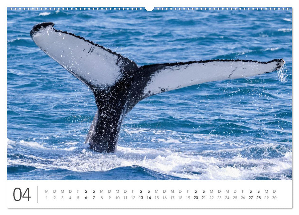 Magisches Island (CALVENDO Wandkalender 2024)