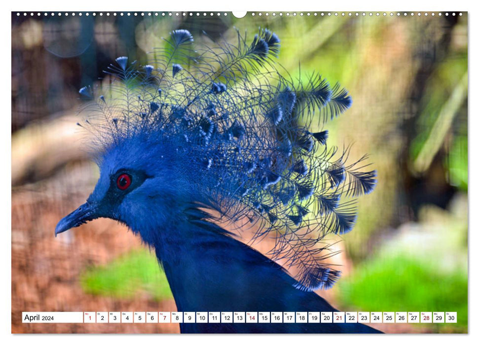 Bunte Vielfalt in der Vogelwelt (CALVENDO Wandkalender 2024)