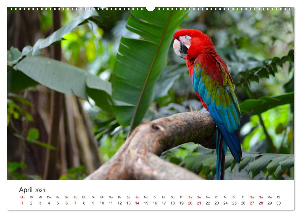 Kolumbien - Eine unvergessliche Reise durch das bunte Land. (CALVENDO Wandkalender 2024)