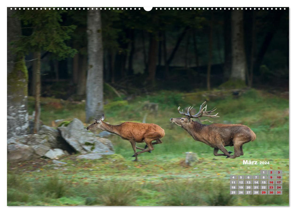 Krafttier Hirsch (CALVENDO Premium Wandkalender 2024)