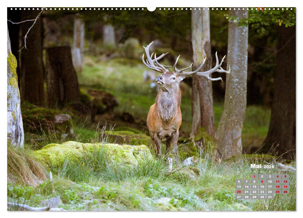 Krafttier Hirsch (CALVENDO Premium Wandkalender 2024)