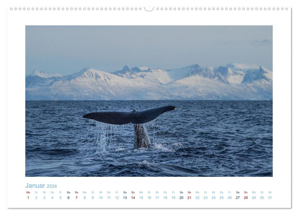 Les baleines d'Andenes (Calendrier mural CALVENDO Premium 2024) 