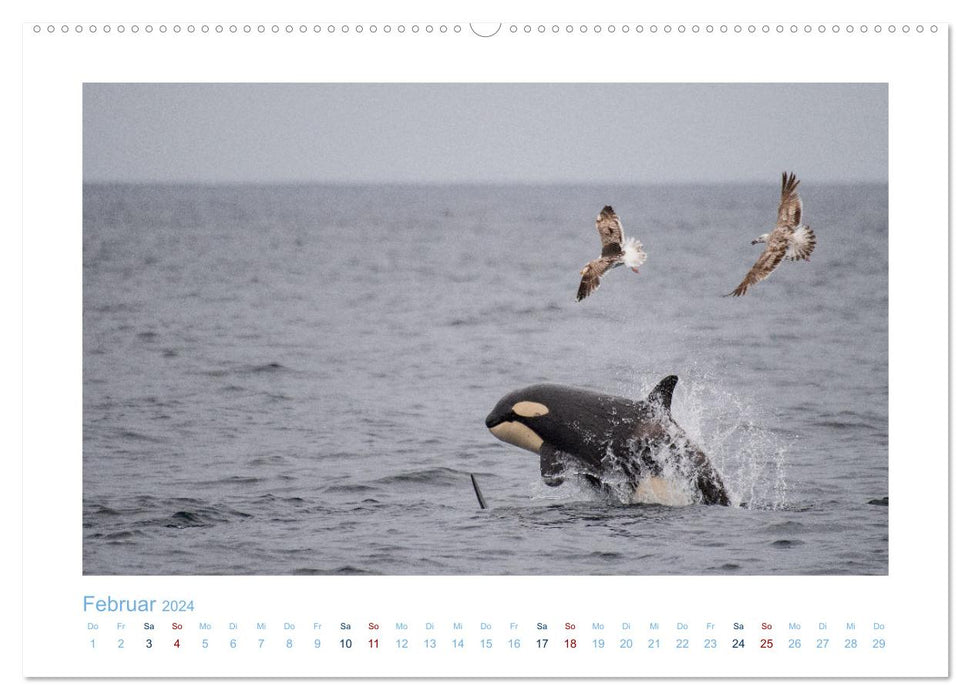 Les baleines d'Andenes (Calendrier mural CALVENDO Premium 2024) 