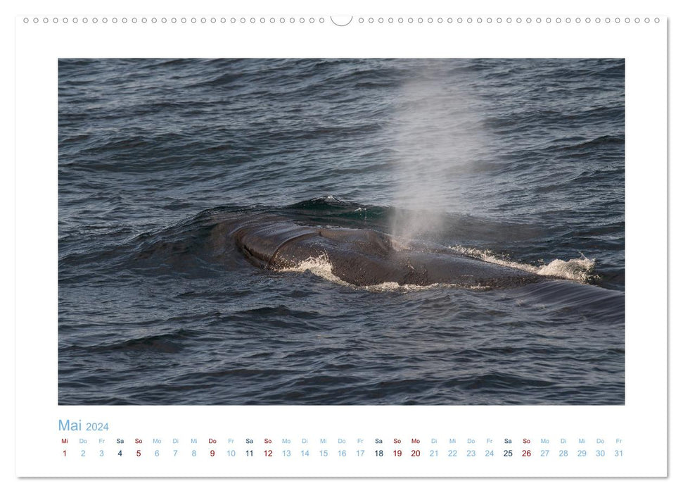 Les baleines d'Andenes (Calendrier mural CALVENDO Premium 2024) 