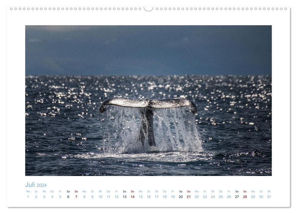 Les baleines d'Andenes (Calendrier mural CALVENDO Premium 2024) 