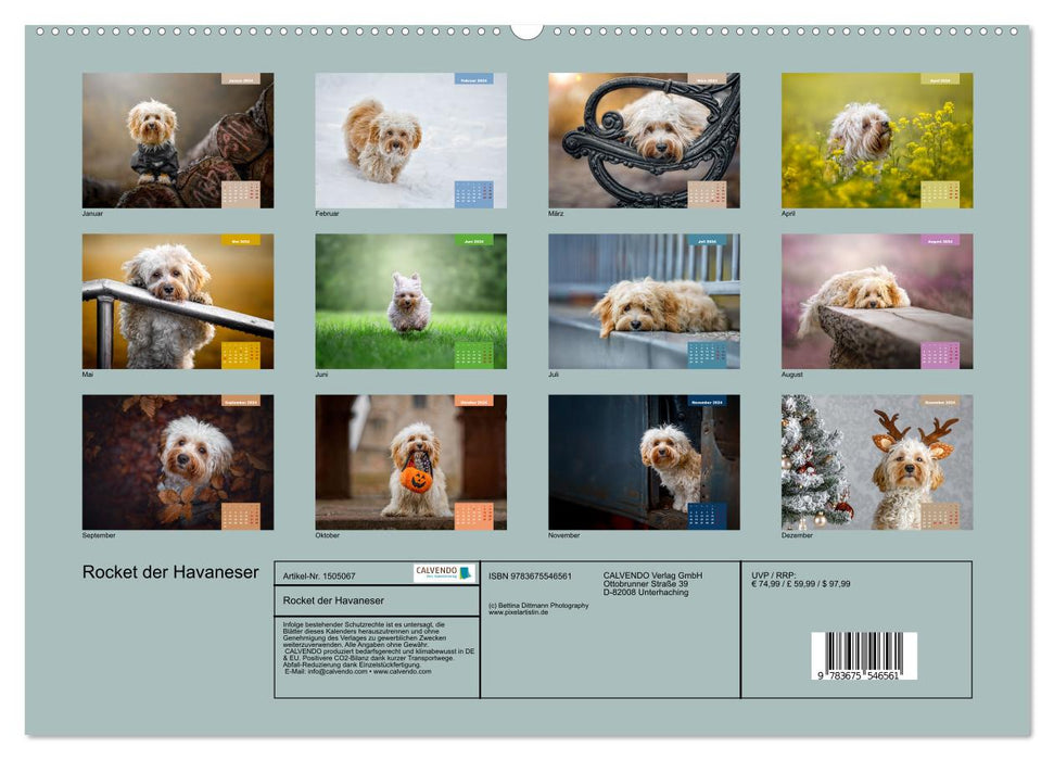 Rocket the Havanese (Calvendo Premium Calendrier mural 2024) 