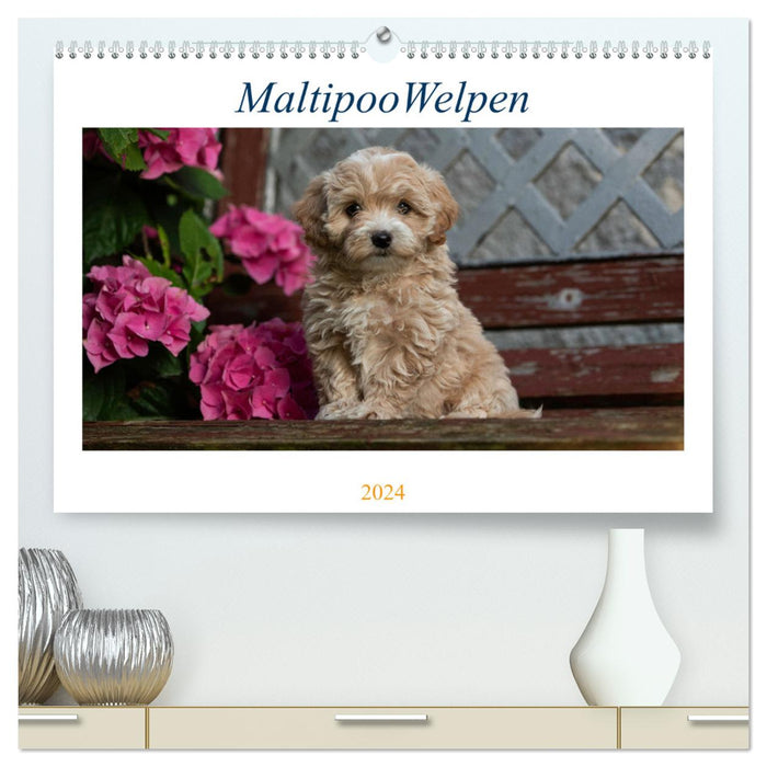 Maltipoo Welpen (CALVENDO Premium Wandkalender 2024)