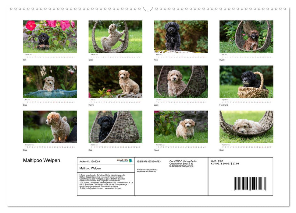 Maltipoo Welpen (CALVENDO Premium Wandkalender 2024)