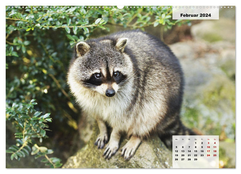 Les animaux de notre forêt (Calendrier mural CALVENDO Premium 2024) 