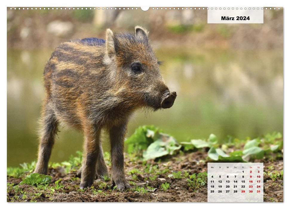 Les animaux de notre forêt (Calendrier mural CALVENDO Premium 2024) 