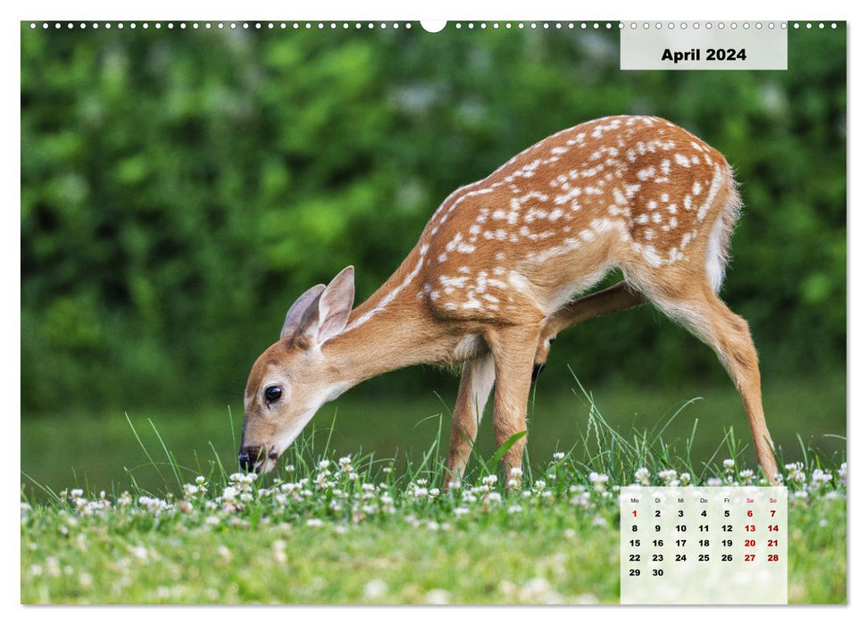 Les animaux de notre forêt (Calendrier mural CALVENDO Premium 2024) 