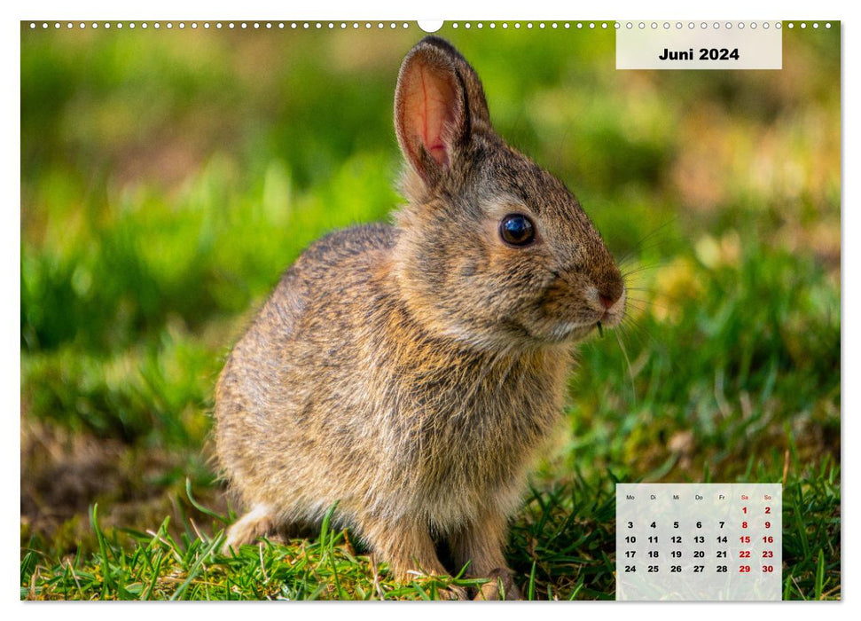 Les animaux de notre forêt (Calendrier mural CALVENDO Premium 2024) 